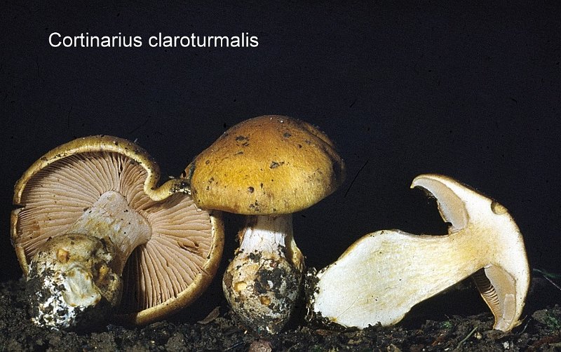 Cortinarius claroturmalis-amf646.jpg - Cortinarius claroturmalis ; Syn: Cortinarius turmalis ; Nom français: Cortinaire grégaire